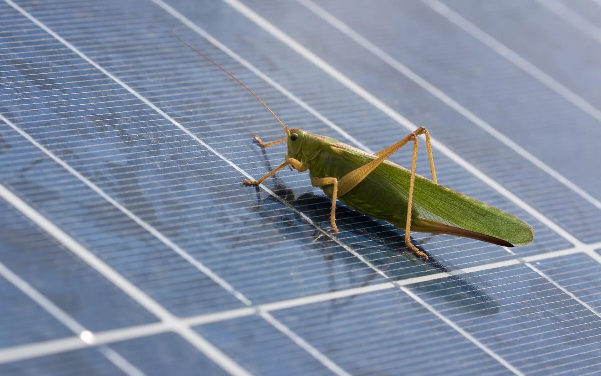 Grüner Grashüpfer sitzt auf Solar-Panels.