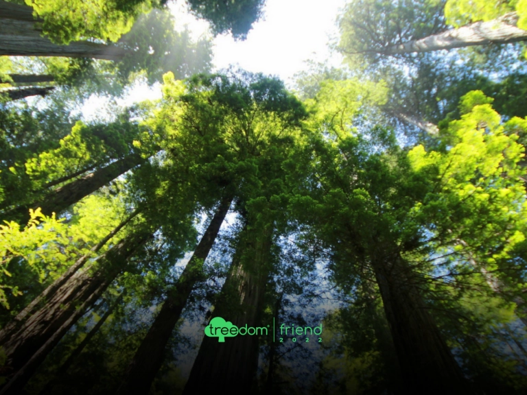l'impegno con treedom senec