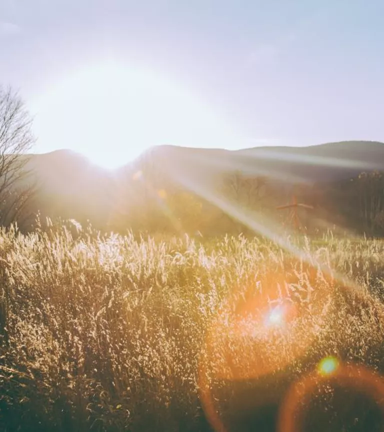Wiese mit Sonnenschein