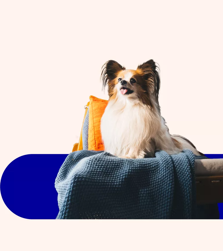 Hund sitzt mit Decke auf Bank