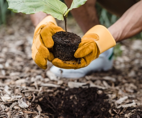Person pflanzt Baum ein