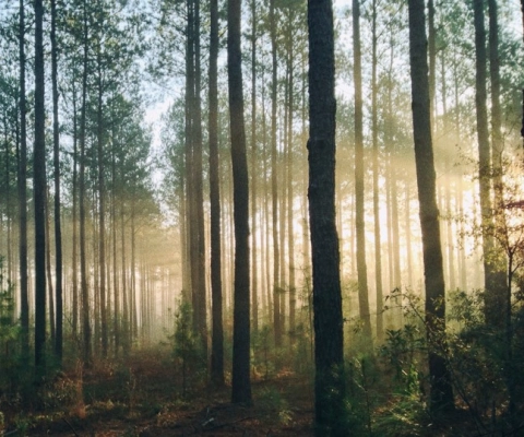 Wald in der Morgensonne